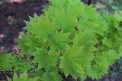 Acer japonicum 'Aureum' - javor japonský - listy léto
